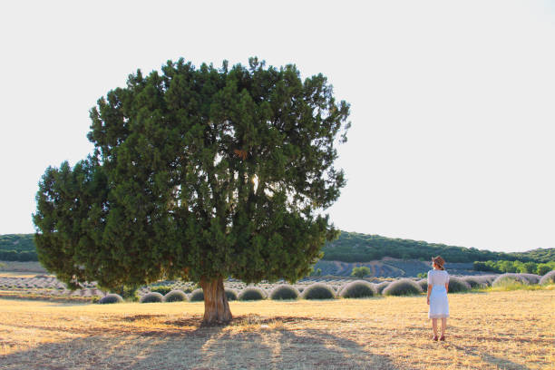 istock young woman standing on a tree in the lavender farm 957991768