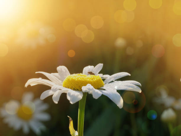 istock daisy flower with dewdrops on it under morning sunlight with copy space 957991854