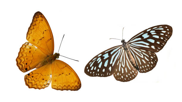 istock Colorful butterflies isolated on white background 957994172