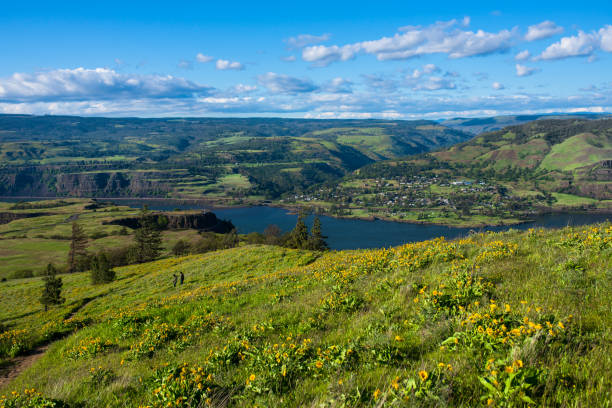 istock Wild flowers over Columbia river, Oregon 957994328