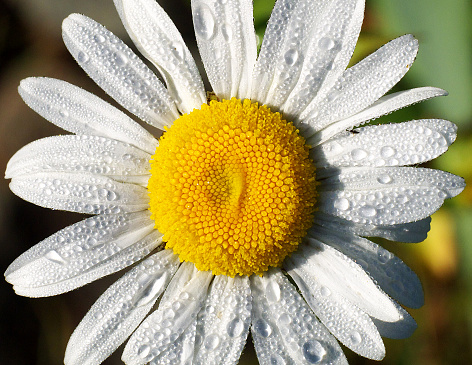 daisy flower macro, raindrops, top view