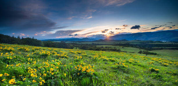 Sunset and wild flowers Sunset, USA, Columbia River Gorge, Blossom, Flower balsam root stock pictures, royalty-free photos & images