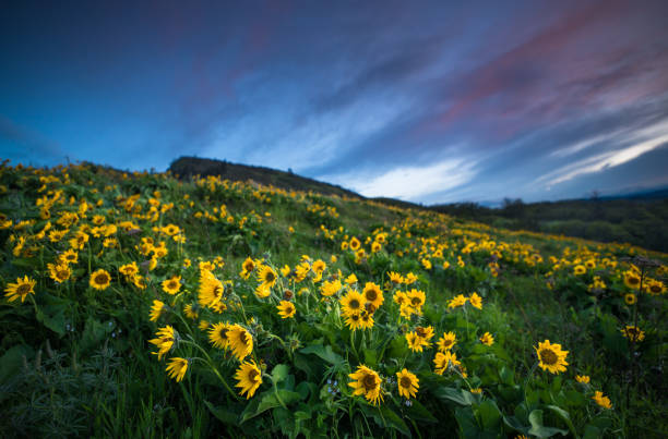istock Wildflowers At Dawn 957994676