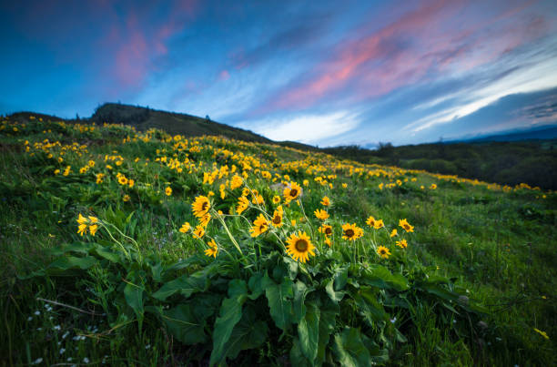 istock Wild Flowers Blooming at Rowena Crest 957994734