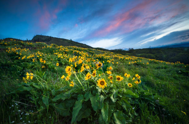 istock Sunset and wild flowers 957994780