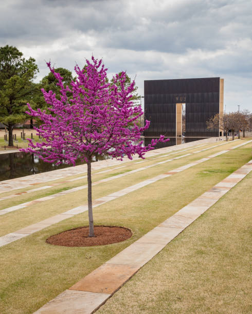 Pink and purple foliage on lone tree in Oklahoma City stock photo