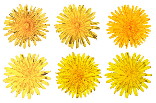 Dandelion seeds fly, blurred background