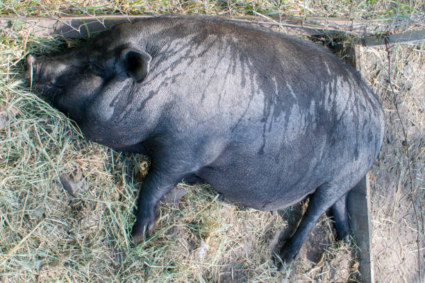 istock One very fat pig asleep on the street 957995338