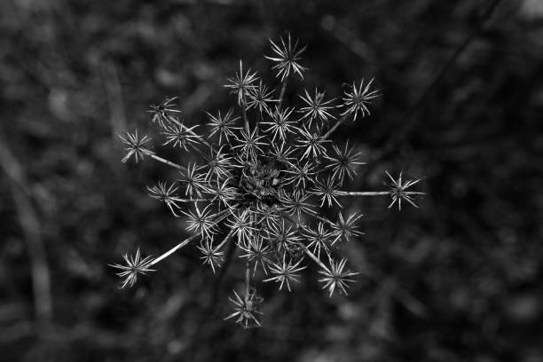 istock Close up flower head fractal pattern 957996638