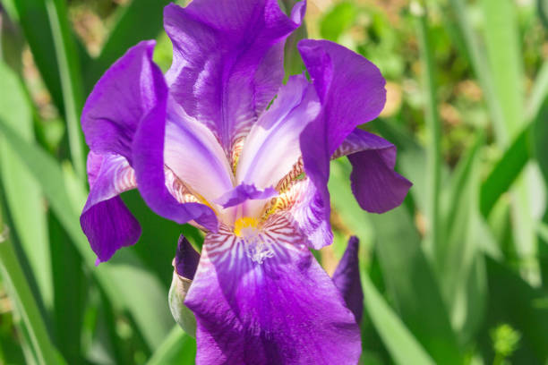 istock irises flowers in the garden 957998906