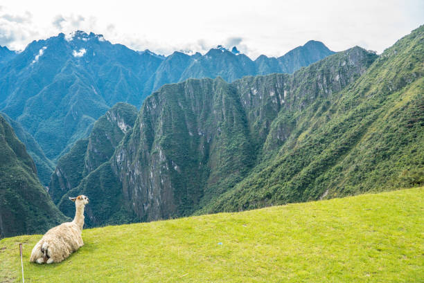 Llama standing on rocky path amidst lush greenery with mist-covered mountains. Majestic animal observing landscape. Tranquil nature scene with clouds and wildlife.