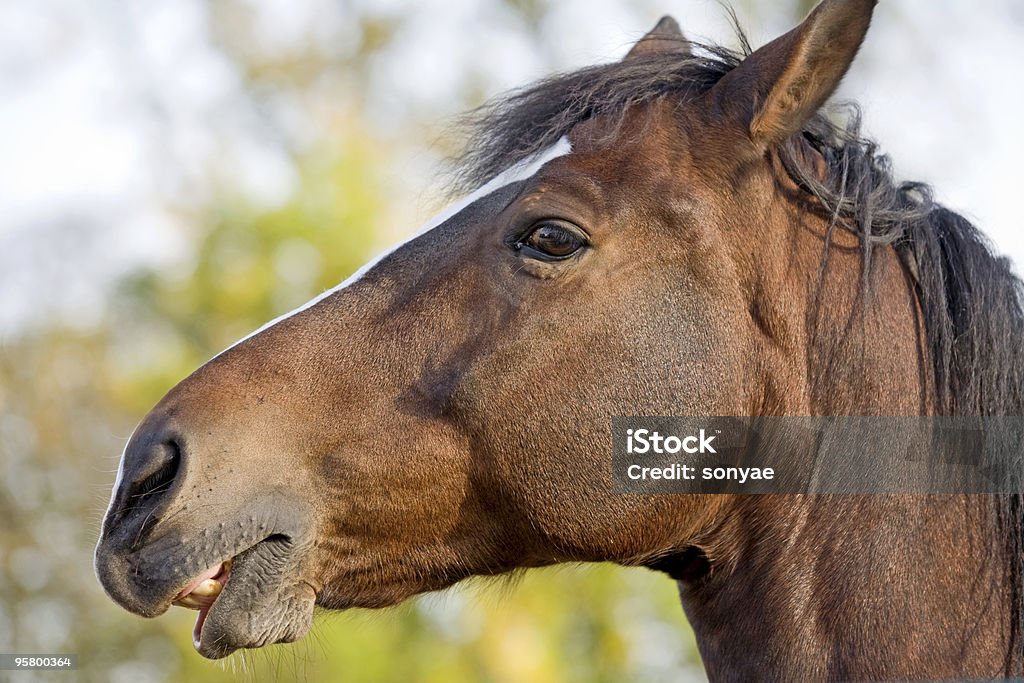 Gros plan d'une tête de cheval - Photo de Cheval libre de droits