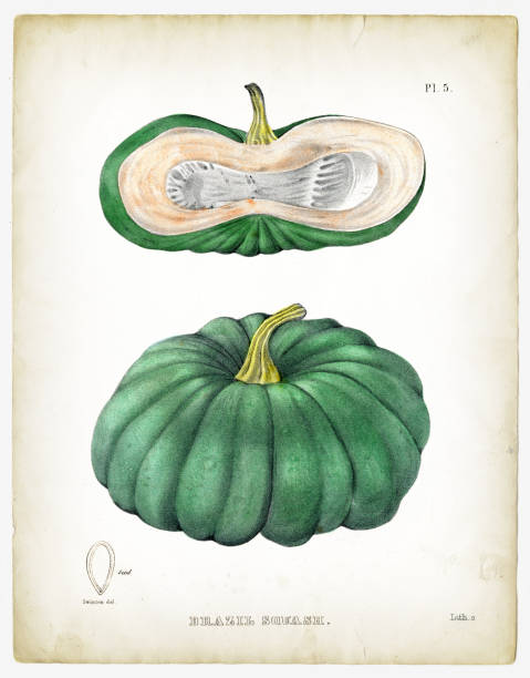 ilustraciones, imágenes clip art, dibujos animados e iconos de stock de ilustraciones de brasil squash 1849 - calabaza no comestible ilustraciones
