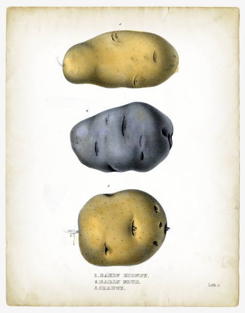 illustrations, cliparts, dessins animés et icônes de illustrations de pommes de terre crues 1849 - pomme de terre illustrations