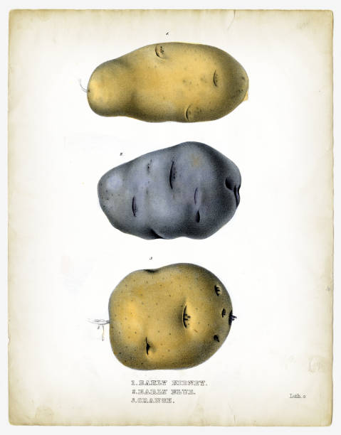 illustrazioni stock, clip art, cartoni animati e icone di tendenza di illustrazioni di patate crude 1849 - 1849