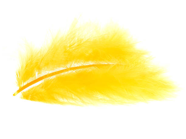 istock Close-up of a yellow feather on a white background 95800599