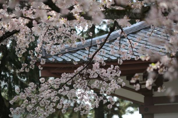 istock Cherry blossoms at temple in Kyoto 958008080