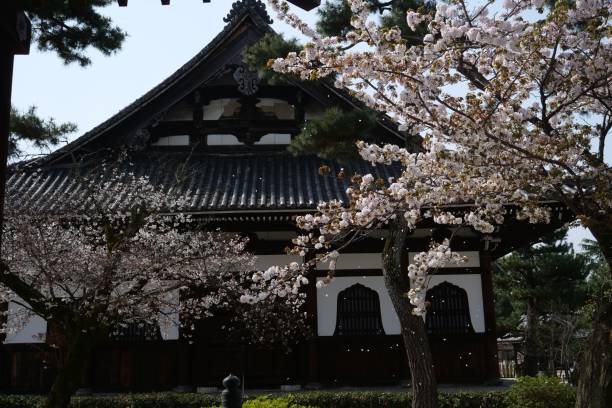 istock Cherry blossoms at temple in Kyoto 958008330