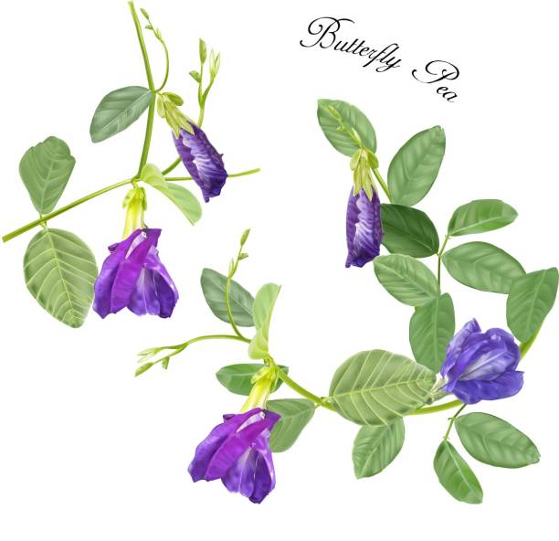 illustrazioni stock, clip art, cartoni animati e icone di tendenza di fiore di pisello farfalla - pea flower