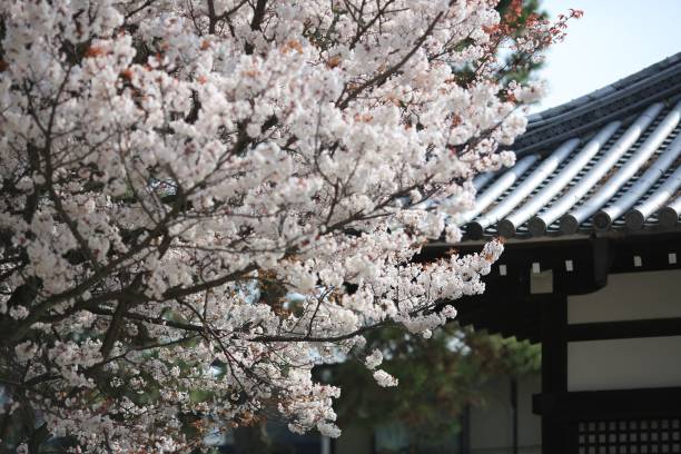 istock Cherry blossoms at temple in Kyoto 958012686