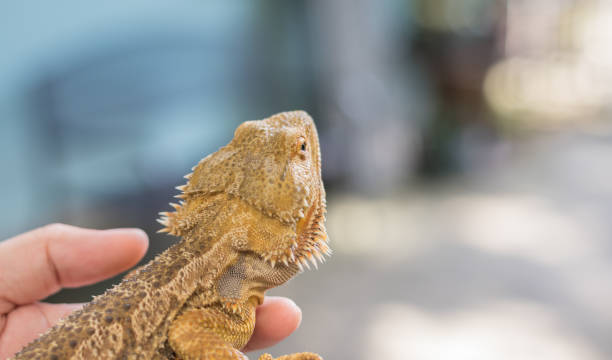 istock hand hold yellow Bearded Dragon . 958012988