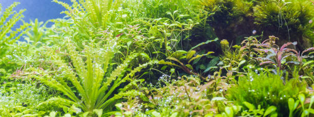 istock aquatic plants and oxygen bubbles on leaves. 958013074