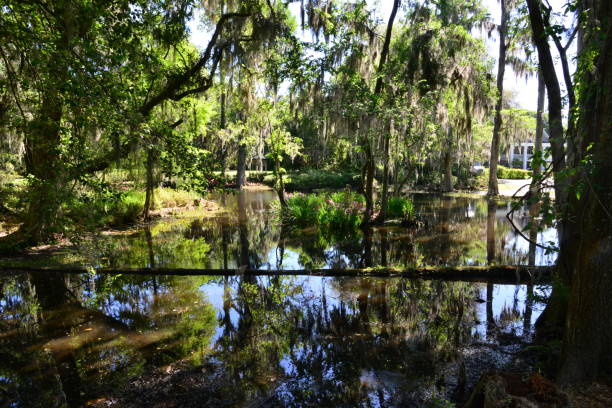 istock Swamp lands in Charleston, South Carolina 958013386