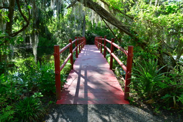 Swamp lands in Charleston, South Carolina