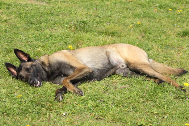 owczarek belgijski pies malinois leżący i powodujący śmierć, pies pszenicy i chory - dog lying down tired street zdjęcia i obrazy z banku zdjęć