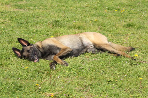 owczarek belgijski pies malinois leżący i powodujący śmierć, pies pszenicy i chory - dog lying down tired street zdjęcia i obrazy z banku zdjęć