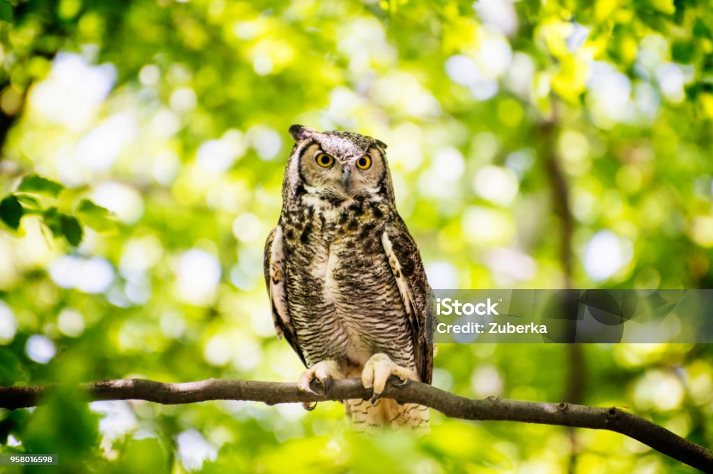 Hibou assis dans la forêt - Photo de Chouette libre de droits