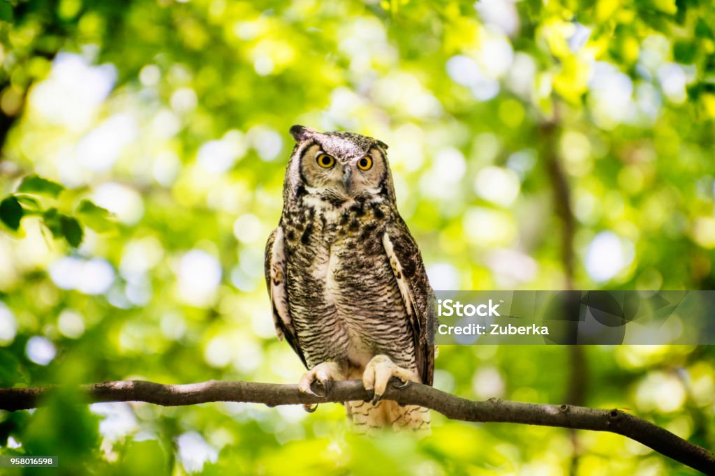 Owl Sitting in Forest Owl sitting on the branch in the sunny forest. Owl Stock Photo