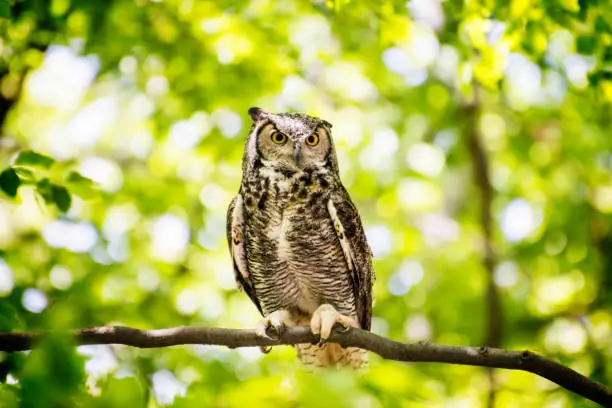 Owl sitting on the branch in the sunny forest.