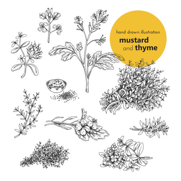 vector set illustration of mustard and thyme spices hand drawn illustration of mustard and thyme spices. vector illustration set for design mustard fruits stock illustrations