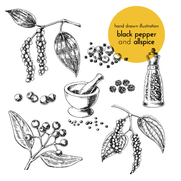 hand drawn vector illustration of herbs and spices. Vintage graphic set illustration of black pepper and allspice hand drawn vector illustration of herbs and spices. Vintage graphic set illustration of black pepper and allspice. set of fruits and herbs spices allspice stock illustrations
