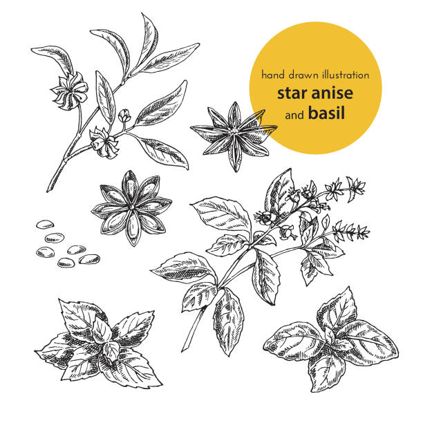 hand drawn vector illustration of herbs and spices. Vintage graphic set illustration of star anise and  basil hand drawn vector illustration of herbs and spices. Vintage graphic set illustration of anise and  basil. set of fruits and herbs spices star anise stock illustrations