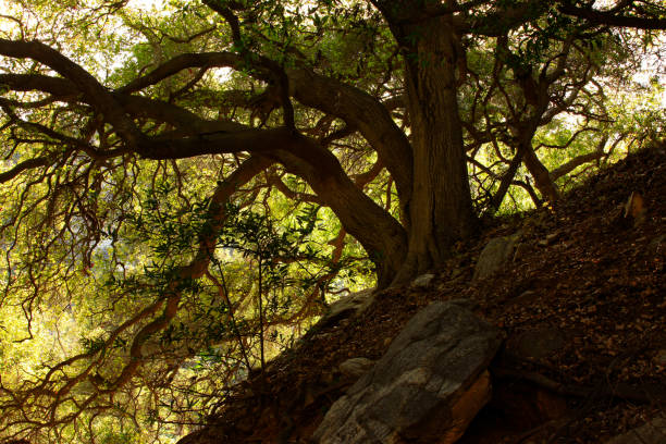 istock Pacific Southwest forest and Interior live oak trees 958021658