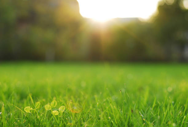 istock Fresh grass on a lawn in a park in bright sunlight. 958022994