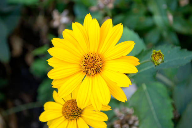 istock Flower with leaves Calendula. Calendula officinalis or English marigold. 958025232