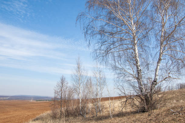 istock Spring landscape. Freshly plowed field. hilly terrain. trees without leaves. Multicolored spring trees. Snow left over from last year's winter. The last snow. 958025468