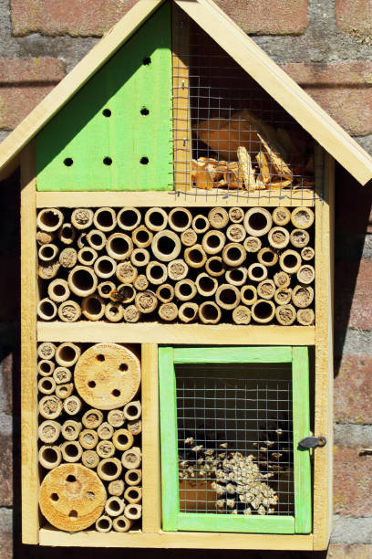 istock Insect hotel for solitary bees 958030542