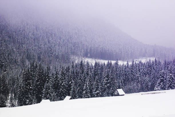 fantastic landscape of pine forest covered with snow and fog in the mountains, in front of a few small wooden houses - fog tree purple winter imagens e fotografias de stock