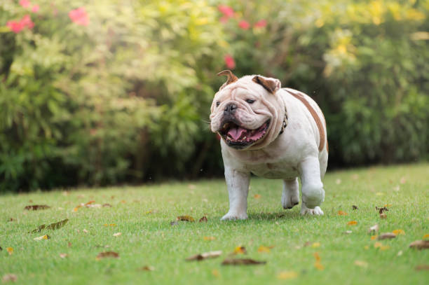 脂肪は犬、面白い、ホワイト英語ブルドッグ笑うし、公共の公園で緑の芝生の上を実行