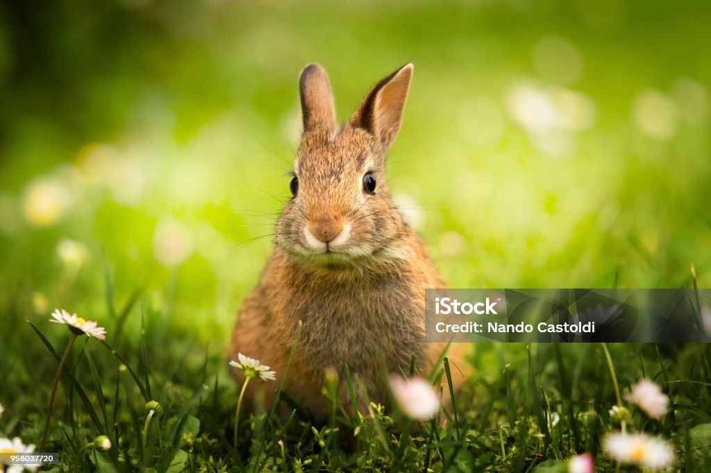 Primo piano di coniglietto selvatico nel prato verde con le margherite - Photo de Lapin - Animal libre de droits