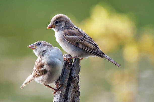 istock Two House Sparrow (Passer domesticus) sitting on a stick 958039650