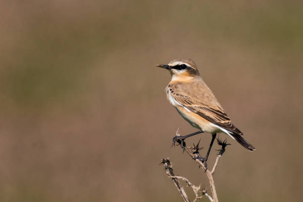 istock portrait of the northern wheatear (Oenanthe oenanthe) 958039784