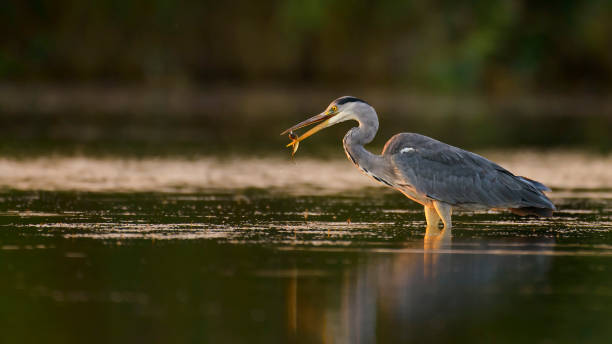 istock grey Heron with prey on a beautiful background 958039982
