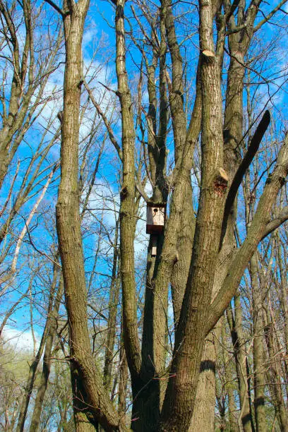 Nest box between trees. Empty nest box waiting for its inhabitants. House for birds