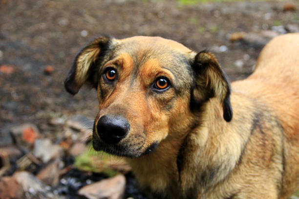 Brown sad mongrel standing on ground. Curious dog looking sadly. Homeless mongrel dog waiting for new owner. Piteous look