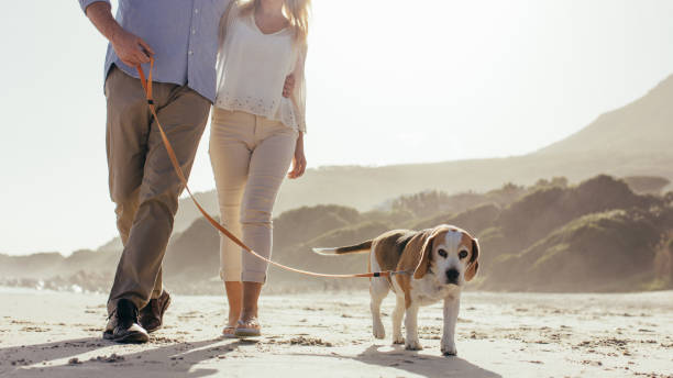 istock Couple walking their pet dog on beach 958043866